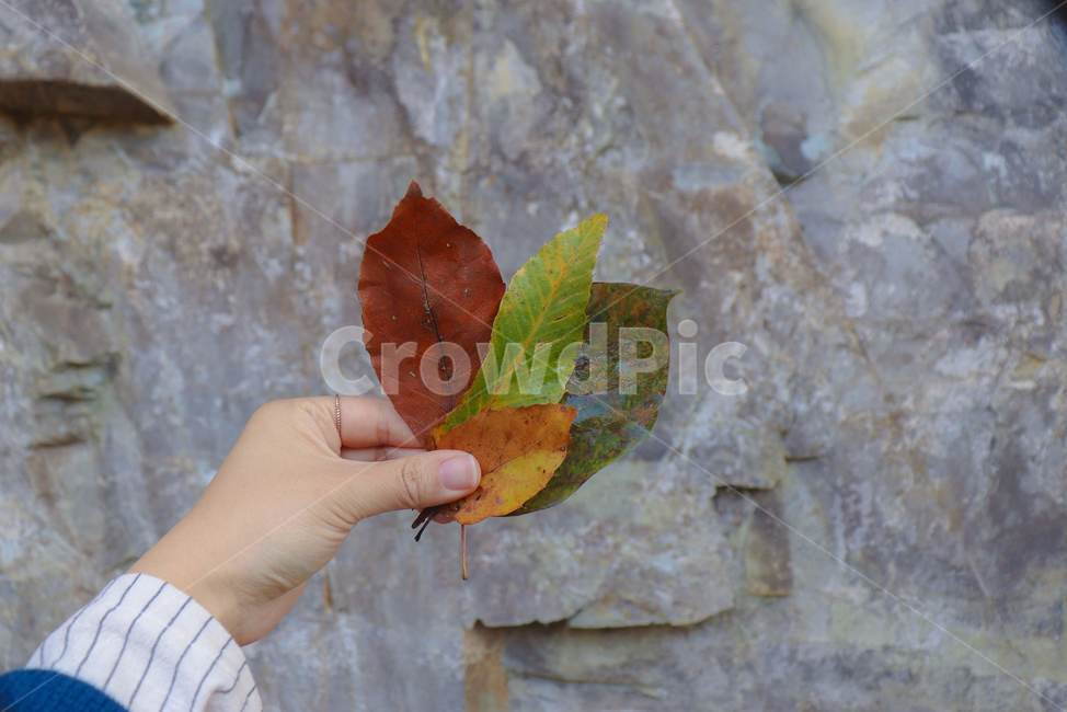 나뭇잎,단풍,가을,풍경,자연,가을,계절,fall,autumn,season,leaf,잎,plant,식물