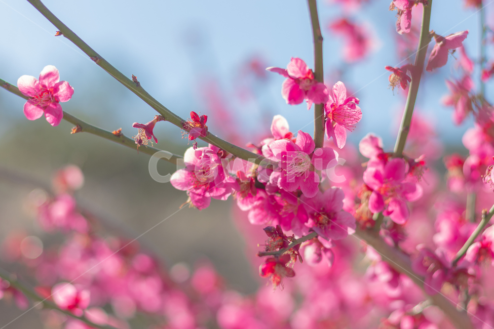 홍매화,매화,봄꽃,꽃,식물,봄,계절,spring,season,식물,자연,plants,nature,꽃,flower