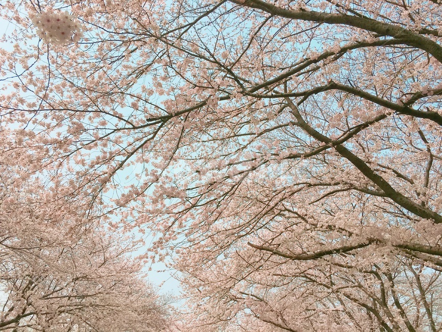벚꽃,벚꽃축제,진해군항제,군항제,봄,꽃,벚꽃놀이,꽃놀이,벚나무,벚꽃길,plant,식물,blossom,flower,cheeryblossom,spring