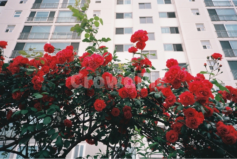 장미,로즈,풍경,flower,꽃,plant,식물,blossom,식물,자연,plants,nature,꽃,flower