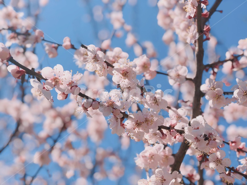 봄,계절,매실나무,매화,꽃나무,봄,계절,spring,season,식물,자연,plants,nature,꽃,flower,plant,blossom