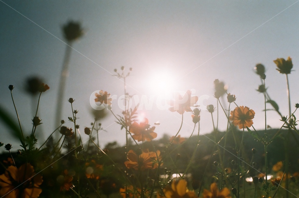 필름사진,꽃,코스모스,들판,공원,따뜻함,가을,아날로그,analog,film,cosmos,commoncosmos