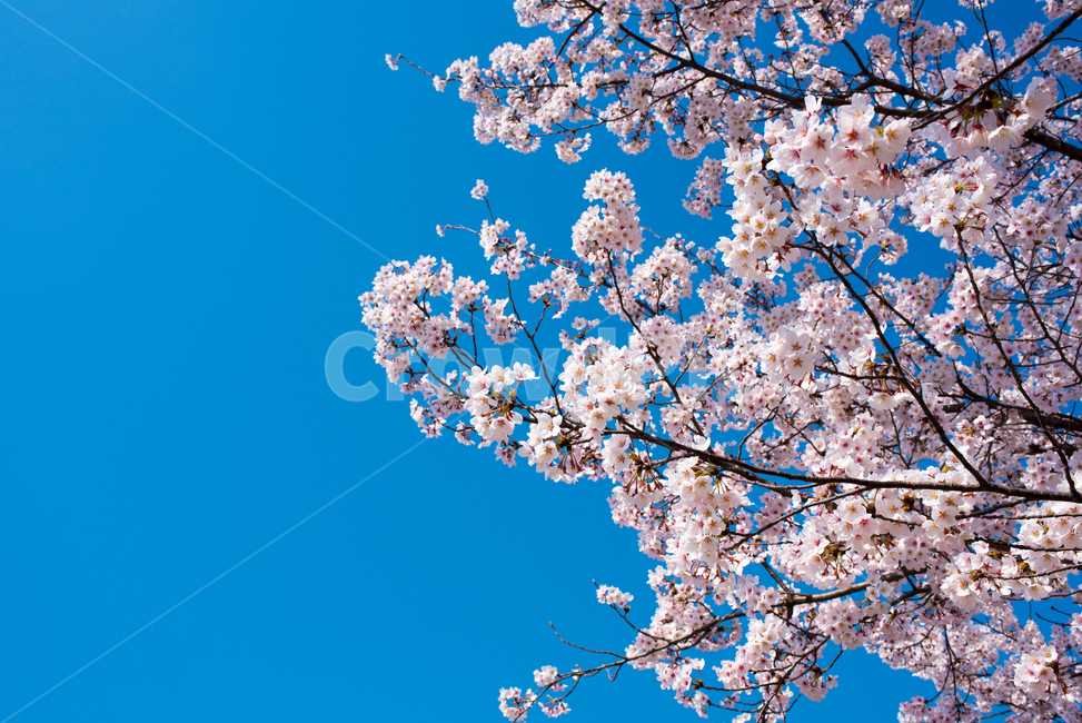 벚꽃,푸른하늘,맑은하늘,꽃,봄꽃,flower,sakura,근접벚꽃,클로즈업벛꽃,근접꽃