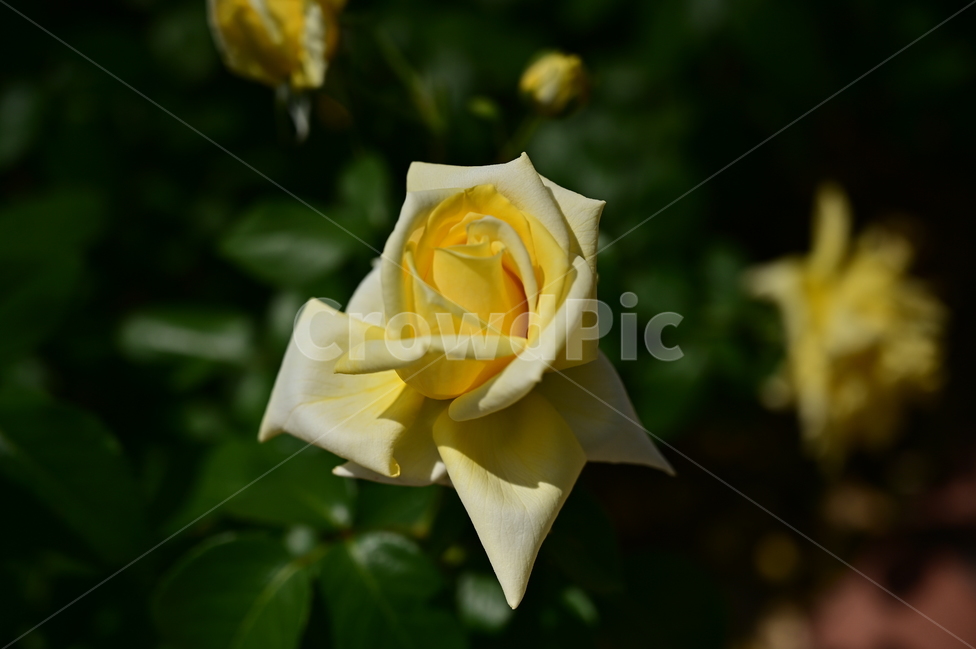 장미,rose,꽃,flower,식물,장미광장