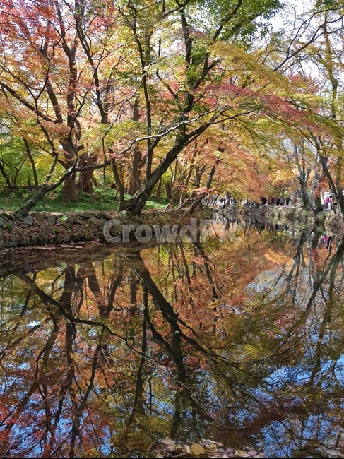 가을,가을나무,가을산,단풍,단풍나무,알록달록,전북,전라북도,전라북도고창군,고창군,선운산도립공원,선운산,절경,풍경,자연,가을,계절,fall,autumn,season,land,땅,nature,outdoors,옥외,water,물,plant,식물,tree,나무