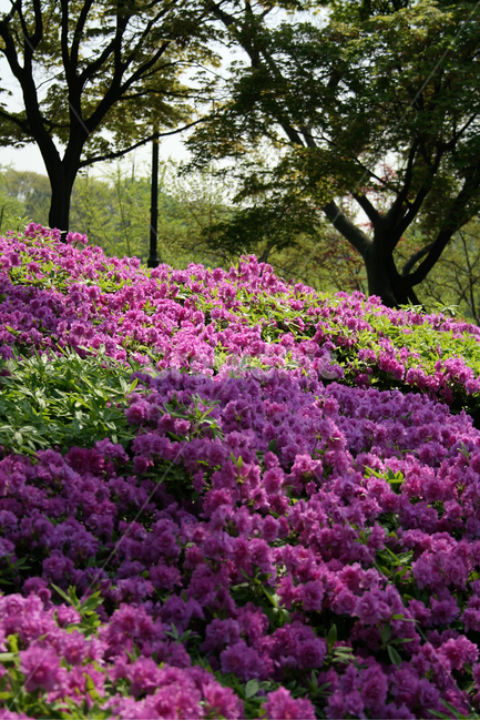 철쭉,봄,봄날,봄풍경,감성,spring,flower,공원,풍경,식물,새싹,잎,초록,꽃,붉은색,RED,봄,계절,spring,season,식물,자연,plants,nature,꽃,flower,blossom,geranium,제라늄,plant