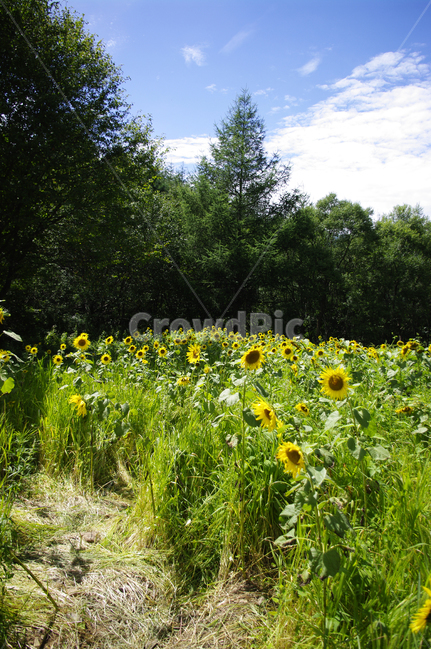 해바라기,꽃,flower,식물,plant,나무,구름,하늘,자연,풍경,nature,landscape,field,들