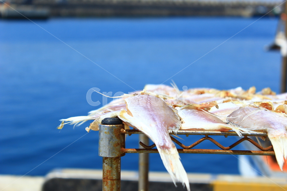 물고기,바다,제주,굴비,바닷가,풍경,하늘,음식,식재료,요리,food,cook,meal,dishes,food reserves,수산물,해산물,fishery products,seafood