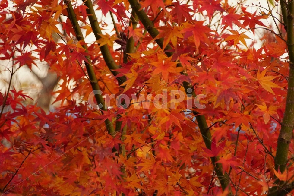 자연,나무,하늘,nature,frees,단풍,sun,낙엽,단풍나무,붉은색,감성,서정,가을,계절,fall,autumn,season,plant,식물,leaf,잎,tree,maple