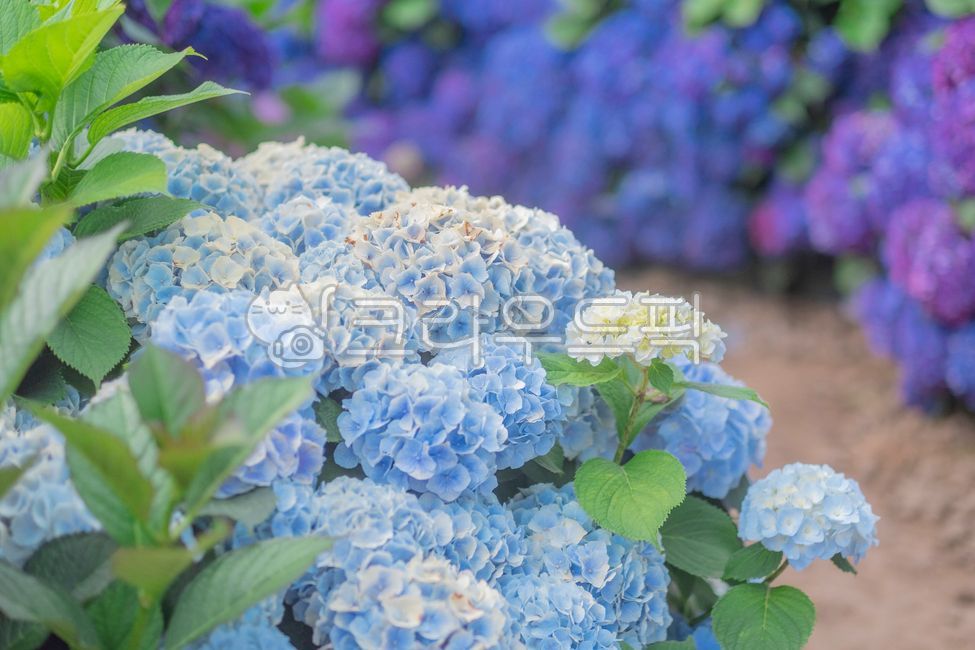 plant,식물,자연,nature,수국,hydrangea,꽃,flower,blossom,식물,자연,plants,nature,꽃,flower