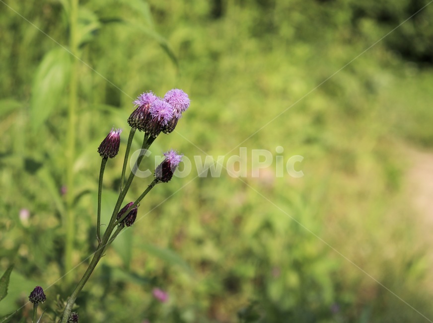 엉겅퀴,야생화,꽃,식물,자연,flower,wildflower,nature,식물,자연,plants,nature,꽃,flower