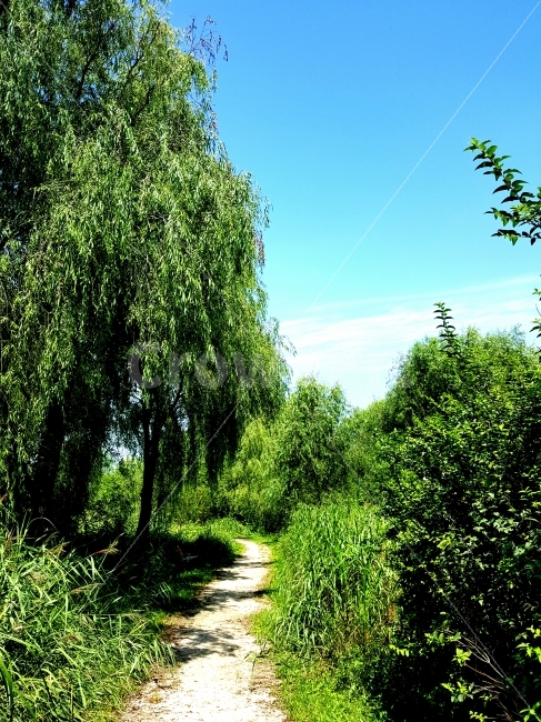 길,나무,숲,버드나무,자연,자연,풍경,nature,landscape,tree,plant,식물,path,통로