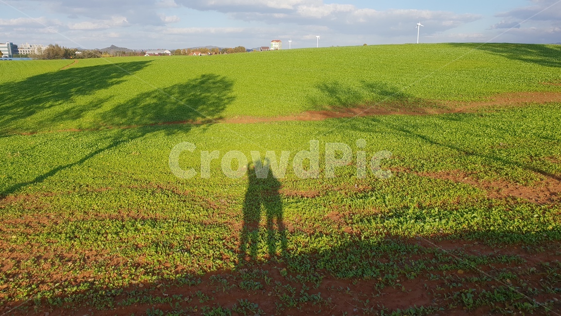 field,outdoors,옥외,자연,nature,가을,들판