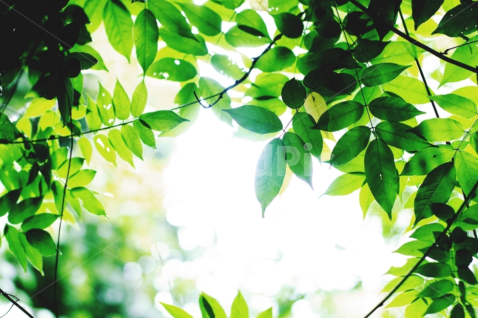 식물,감성,꽃,여름,플라워,그린,여름,계절,summer,season,식물,자연,plants,nature,plant,leaf,잎,green,초록