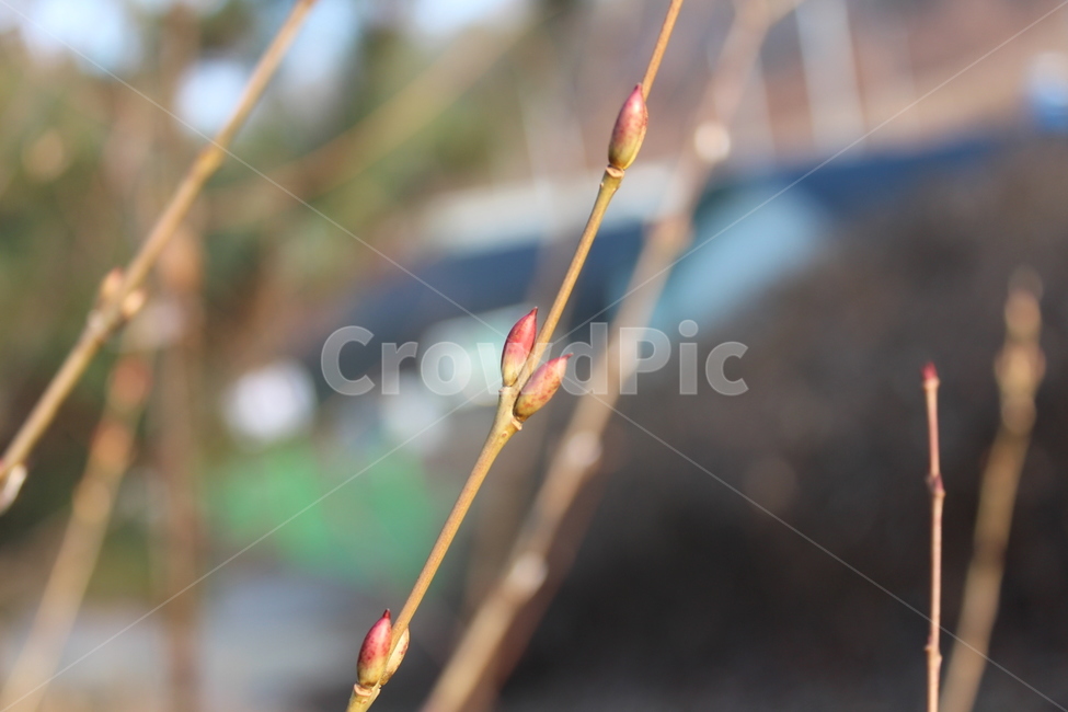 나무,새싹,가지,tree,branch
