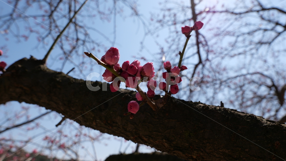 plant,식물,spring,매화,cherryblossom