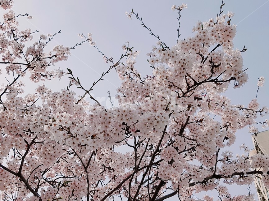 벚꽃,봄,꽃,식물,cherryblossoms,예쁜꽃,꽃배경,봄,계절,spring,season,식물,자연,plants,nature,꽃,flower,나무,trees,wood,plant,blossom