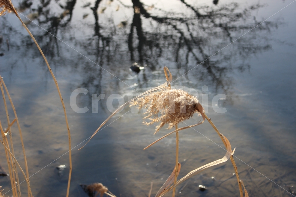 시골,논산,풍경,충청도,충남,갈대,강,눈,미러링,반사빛,식물,자연,plants,nature