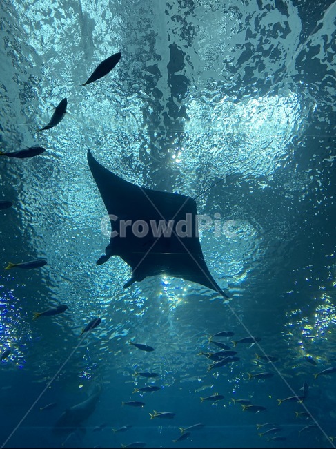 mantaray,sea,animal,ocean,fish,동물,물고기,바다,해양생물,만타레이