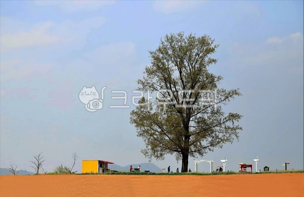 미루나무,봄,황토땅,하늘,안성팜랜드,자연