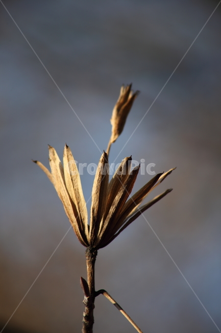 종자,식물,seed,plant,번식,식물,자연,plants,nature