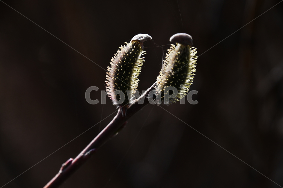 식물,풍경,마주보기,응시,바라보기,식물,자연,plants,nature