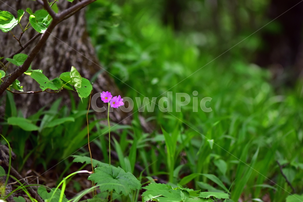 큰앵초,야생화,생태,식물,꽃,자연,힐링,플라워,wildflower,flower,plants,nature,season,감성,느낌,emotion,feeling,초본