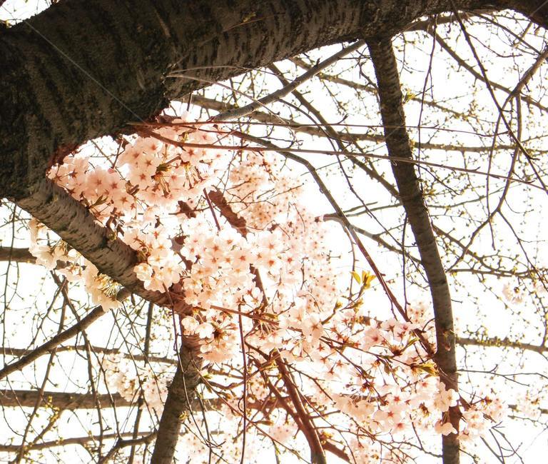 벚꽃,나무,벚나무,봄,꽃,blossom,flower,식물,plant,식물,자연,plants,nature,꽃,flower