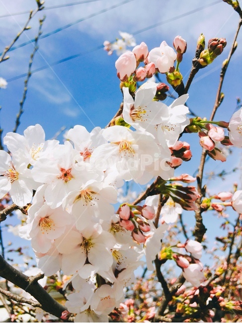 봄,꽃,벚꽃,봄느낌,감상,봄,계절,spring,season,식물,자연,plants,nature,꽃,flower,plant,blossom