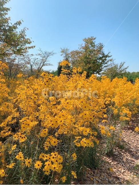plant,식물,노란색,꽃,flower,식물,자연,plants,nature,꽃,flower