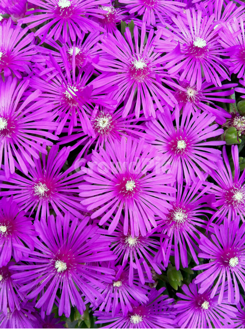 사철,채송화,꽃,보라색꽃,정원,들,들판,집,house,garden,flower,purple,red,식물,자연,plants,nature,꽃,flower