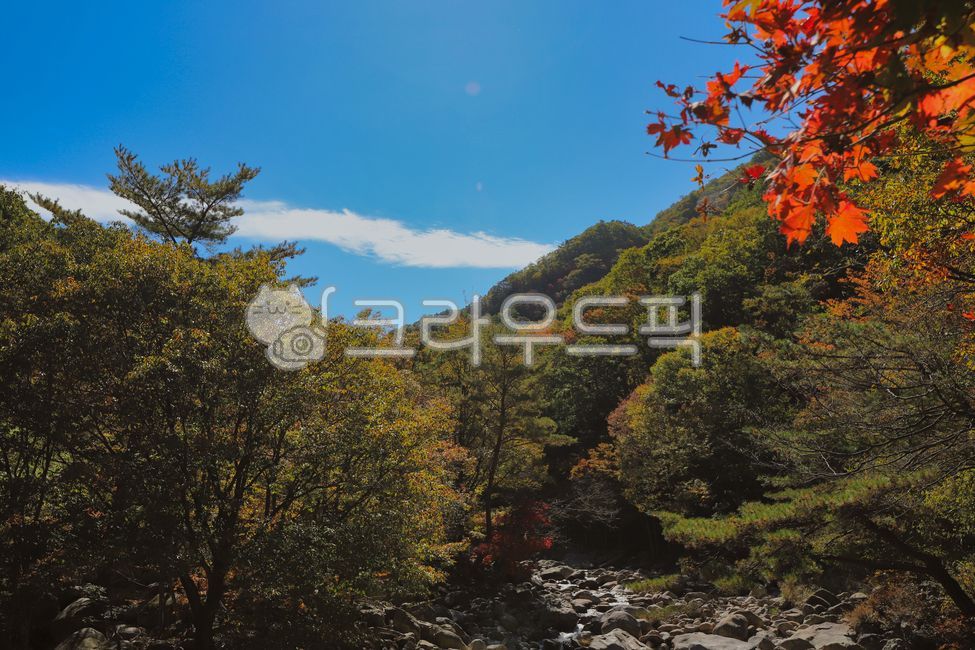 지리산,단풍,단풍놀이,뱀사골,계곡,산,가을,숲,나무,등산