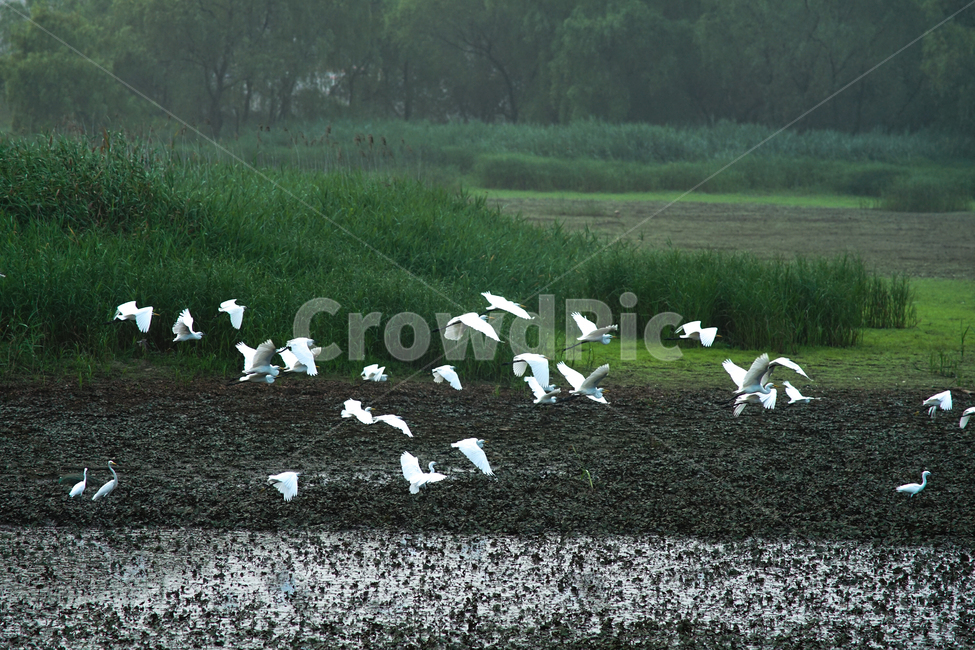 왜가리,호수,먹이사냥,군락,서식지,새,조류,왕송호수,동물,animal,조류,새,birds