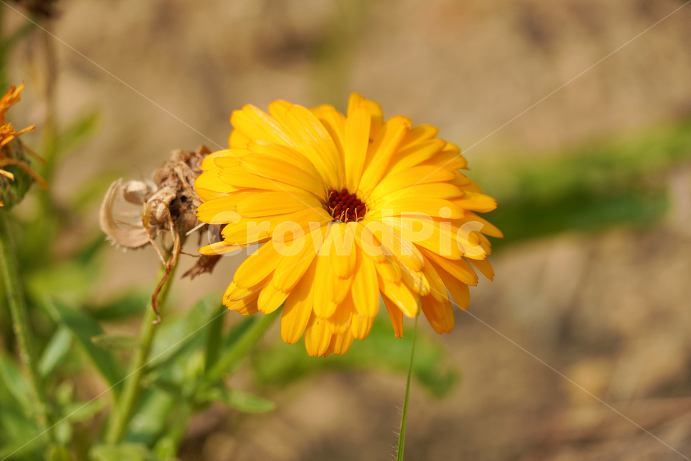 꽃,자연,접사,힐링,배경화면,노랑,신선함,평온함,season,plants,nature,flower,sensible,feeling,색깔,색상,색채,색감,colorsense,colorsensitivity,feelingofcolor,감성