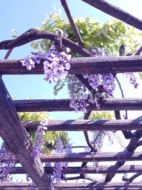 등나무,등나무꽃,라일락,꽃,정자,하늘,식물,자연,plants,nature,꽃,flower