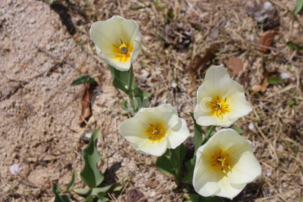 plant,식물,꽃,flower,야생화,들꽃,봄꽃,blossom,식물,자연,plants,nature,꽃,flower