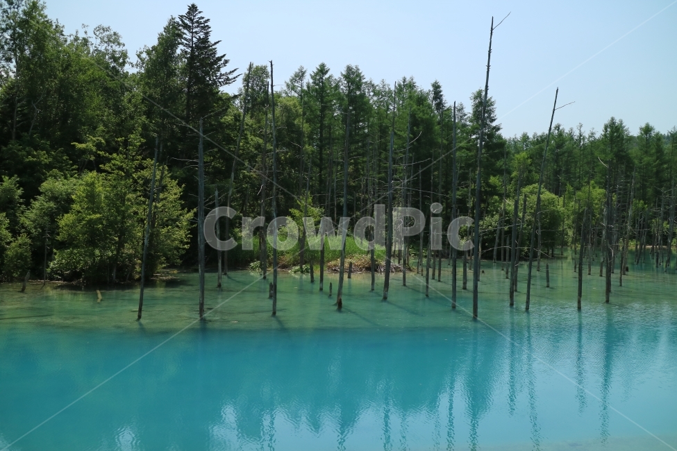 청의호수,일본,북해도,호수,강,아오이이케,자연,풍경,나무,자연,풍경,nature,landscape,해외,외국,세계,foreign,oversea,world,세계자연풍경,해외자연풍경,외국자연풍경,world nature landscape,식물,plants,나무,trees,wood,water,물,outdoors,옥외,land,땅,sea,바다,ocean,대양,plant,tree,shoreline,해안선