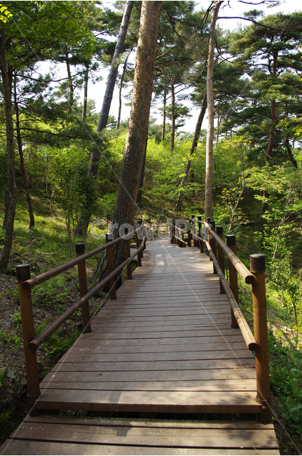 길,수목원,힐링,식물,plants,nature,산책,숲,초록,자연,풍경,nature,landscape,bridge,다리,boardwalk,산책로,building,건물
