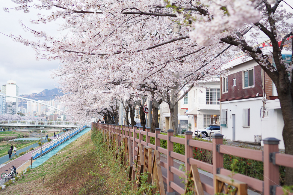 불광천,개천,봄,벚꽃,도심공원,봄,계절,spring,season,도시,풍경,city,landscape,한국도시풍경,한국도시경관,korea cityscape,plant,식물,flower,꽃,blossom