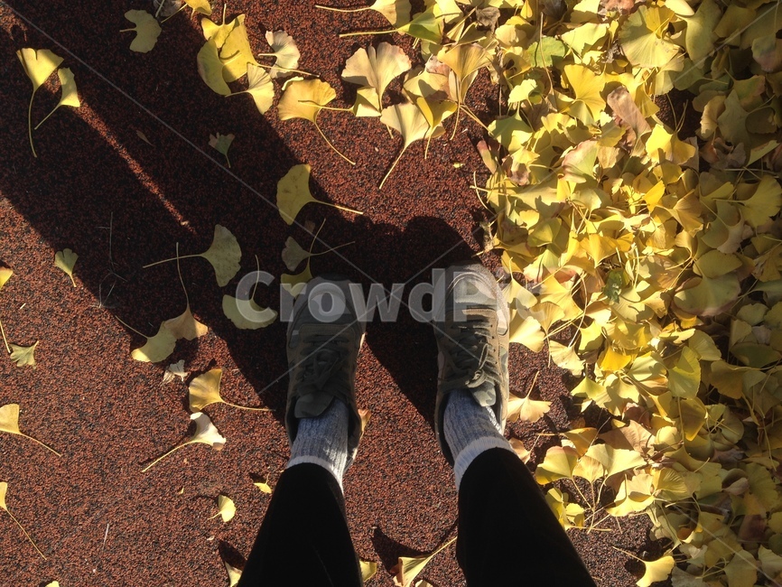자연,풍경,은행잎,낙엽,쉼,휴식,길,산책길,road,rest,nature,가을,계절,fall,autumn,season
