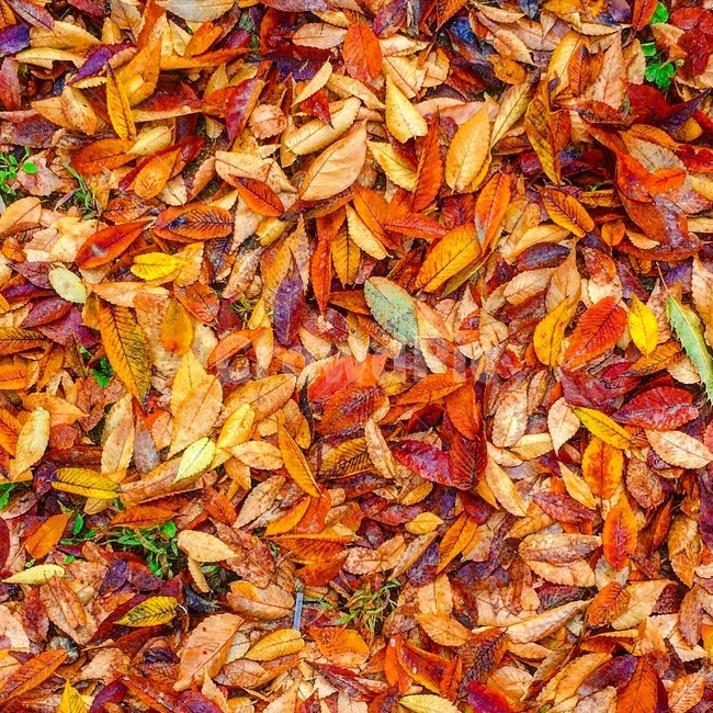 낙엽,가을,단풍,알록달록,주황색,가을,계절,fall,autumn,season,plant,식물,leaf,잎,ground,바닥