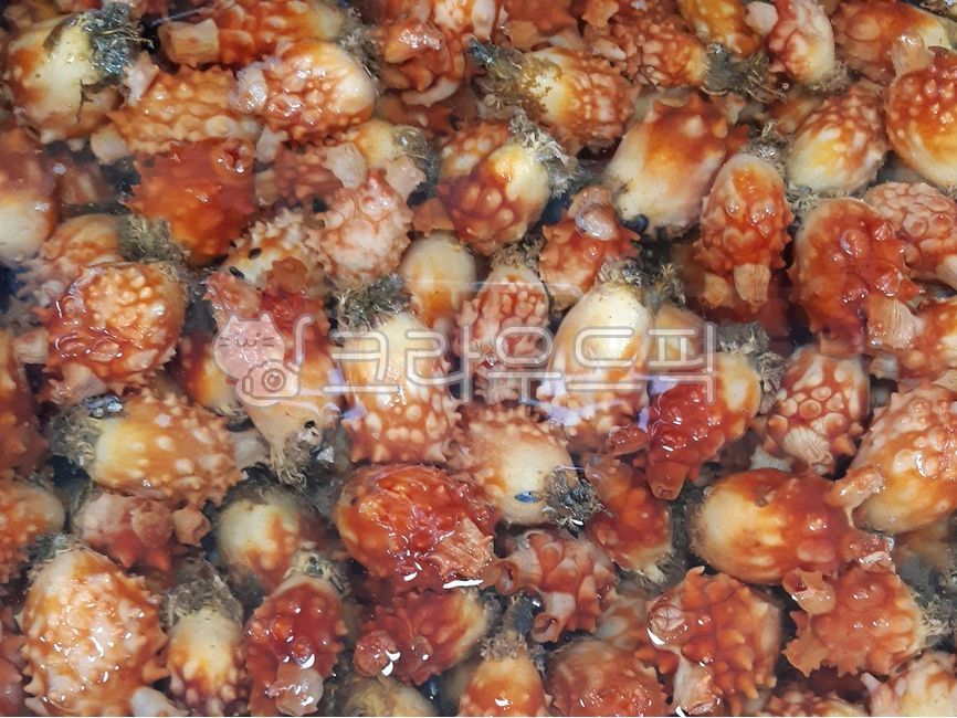 수산물,제철수산물,멍게,신선멍게,멍게비빔밥