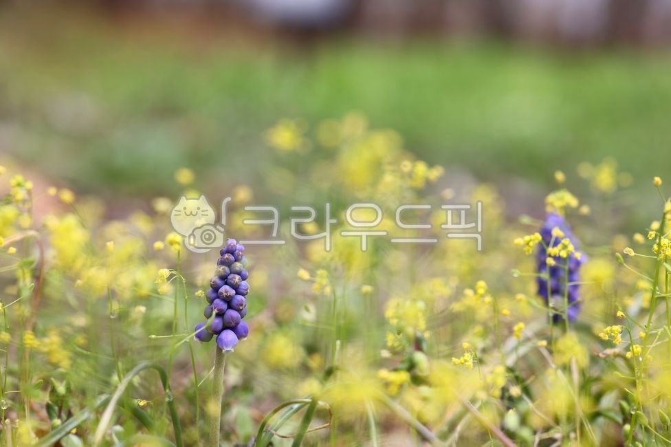 spring,grass flower,spring color,bouquet,Muscari,flower