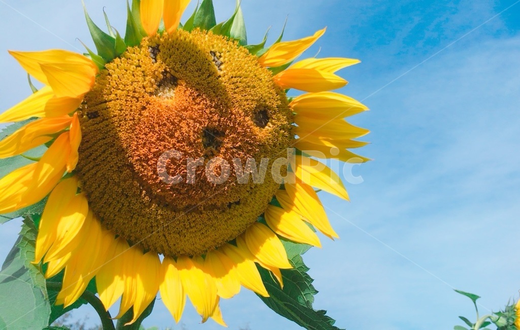 해바라기,웃는얼굴,스마일,꽃,장난,여름,계절,summer,season,식물,자연,plants,nature,꽃,flower,plant,blossom,sunflower