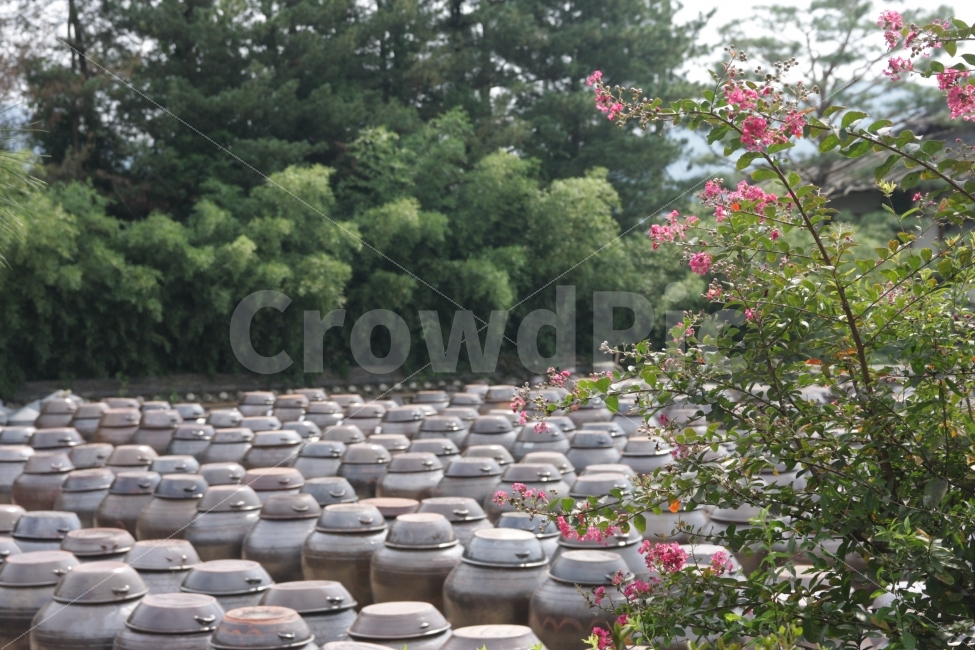 장독대,항아리,전통,풍습,고추장,된장,간장,장맛,pot,jar,crock,tradition,custom,식물,자연,plants,nature,꽃,flower,한국전통,한국문화,korean traditional,korean culture