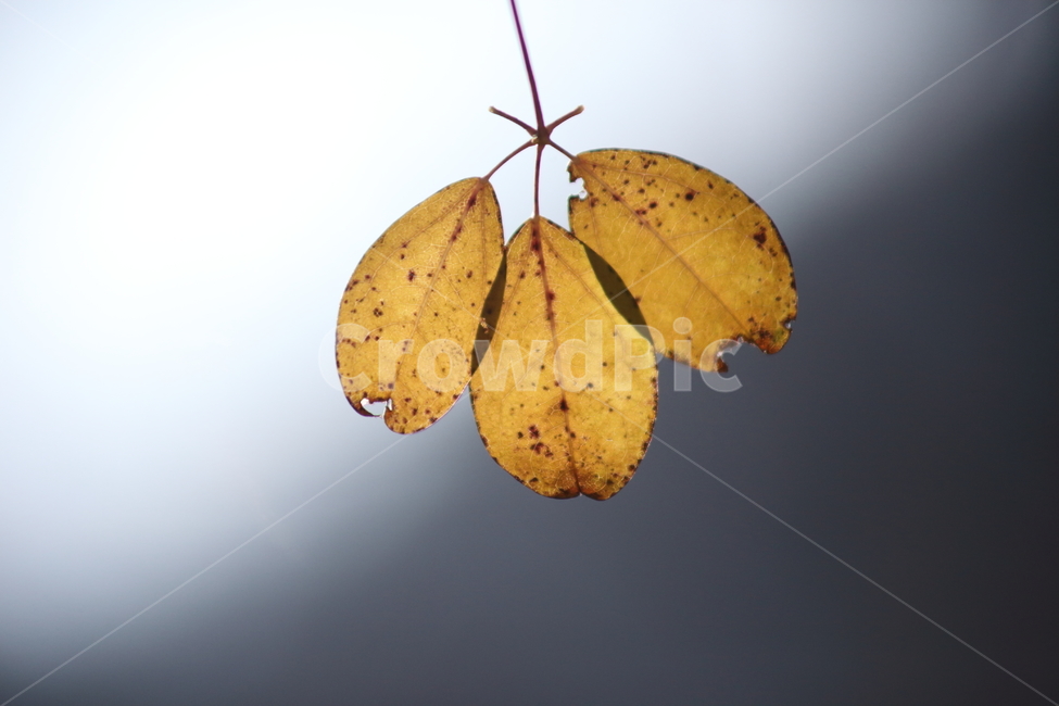 leaf,잎,단풍,plant,redleaves,가을,식물,자연,plants,nature