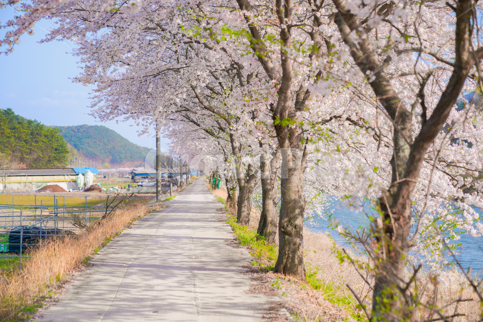 cherryblossoms,벚꽃,봄,꽃,꽃축제,순천만정원,순천,서천,핑크,분홍,핑크블라썸,시골길,시골,한적,산책,봄,계절,spring,season,자연,풍경,nature,landscape,한국자연풍경,한국자연경관,korea nature landscape,시골,마을,country,rural,town,휴식,힐링,rest,relaxation,healing,plant,식물