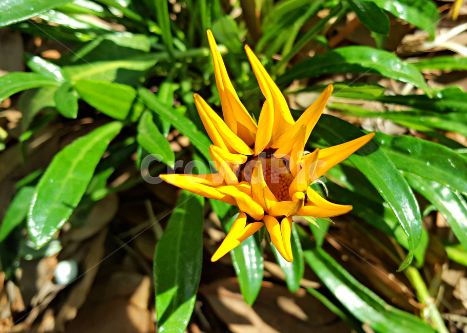 꽃,plant,flower,식물,blossom