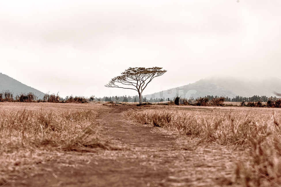 jeju,왕따나무,가을,제주,들판,가을,계절,fall,autumn,season,자연,풍경,nature,landscape,제주도,jeju,jeju island,savanna,대초원,field,들,grassland,목초지,outdoors,옥외,ground,바닥