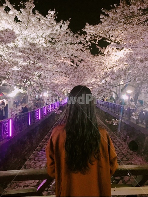 여자,서있는모습,벚꽃,진해군항제,진해벚꽃,봄,계절,spring,season,사람,인물,인간,human,person,여성,여자,woman,female,lady,plant,식물,cherry blossom,flower,꽃,blossom